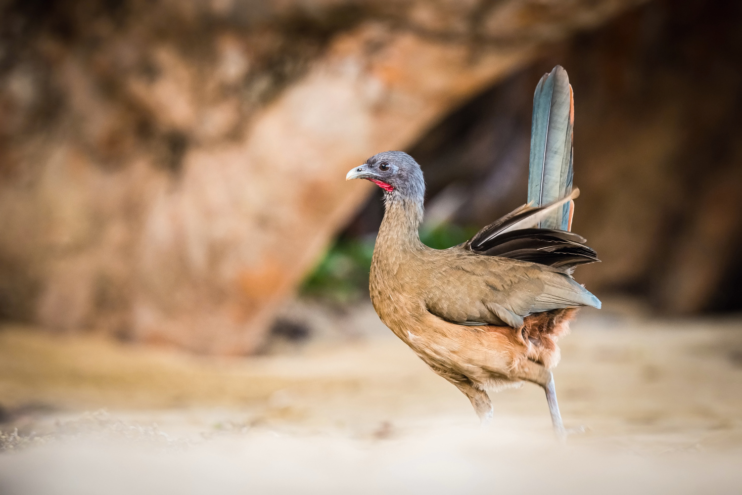 čačalaka rudořitá (Ortalis ruficauda) Rufous-vented chachalaca