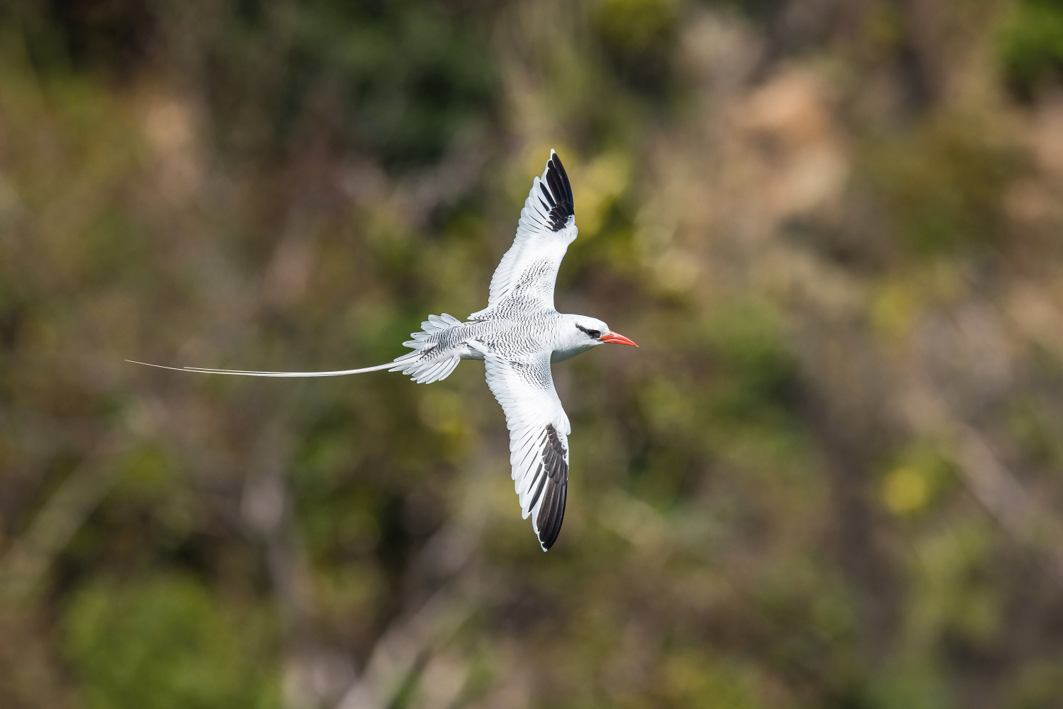 faeton červenozobý (Phaethon aethereus) Red-billed tropicbird