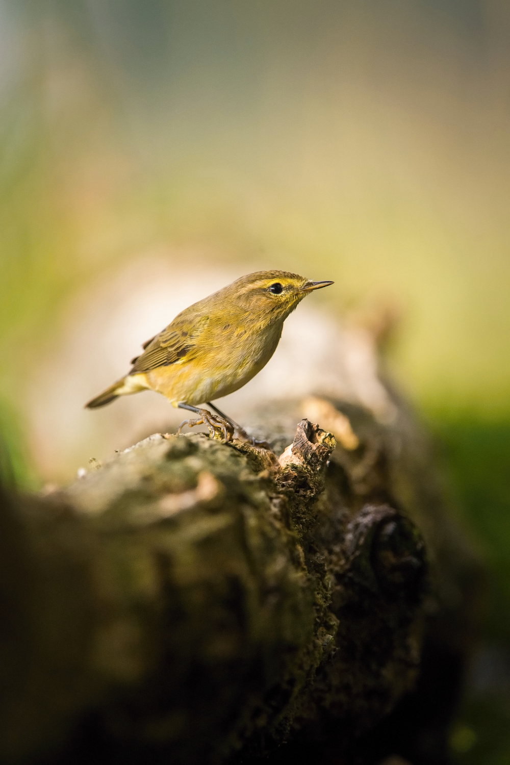 budníček menší (Phylloscopus collybita) Common chiffchaff