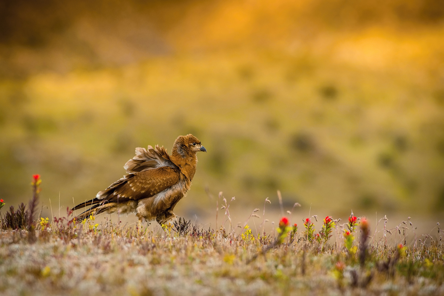 čimango andský (Phalcoboenus carunculatus) Carunculated caracara