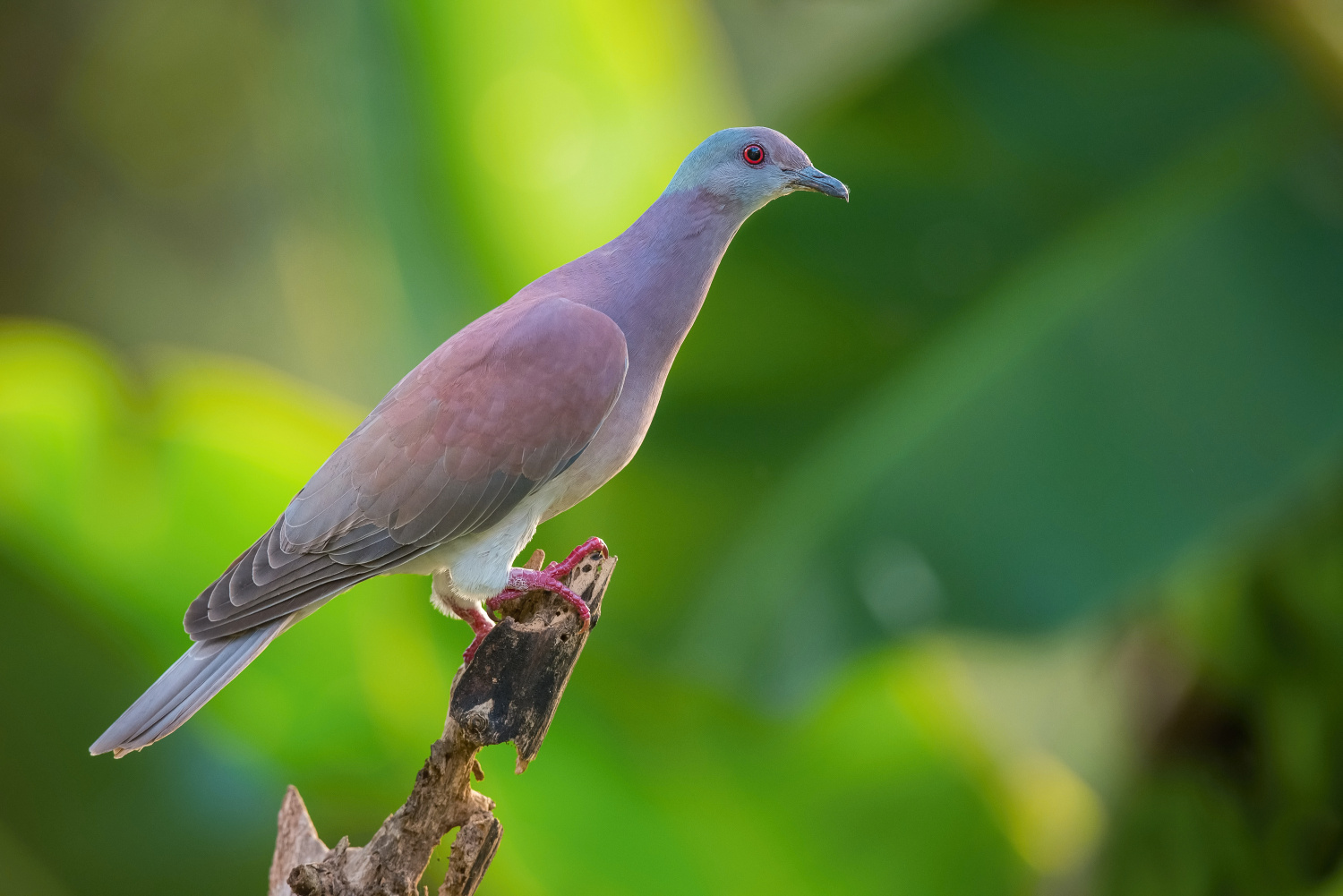 holub neotropický (Patagioenas cayennensis) Pale-vented pigeon