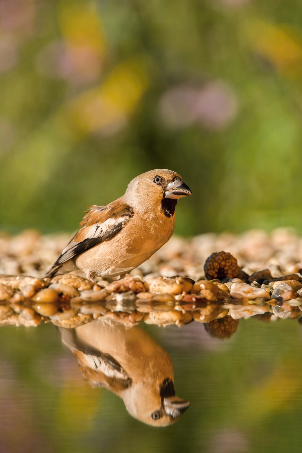 dlask tlustozobý (Coccothraustes coccothraustes) Hawfinch