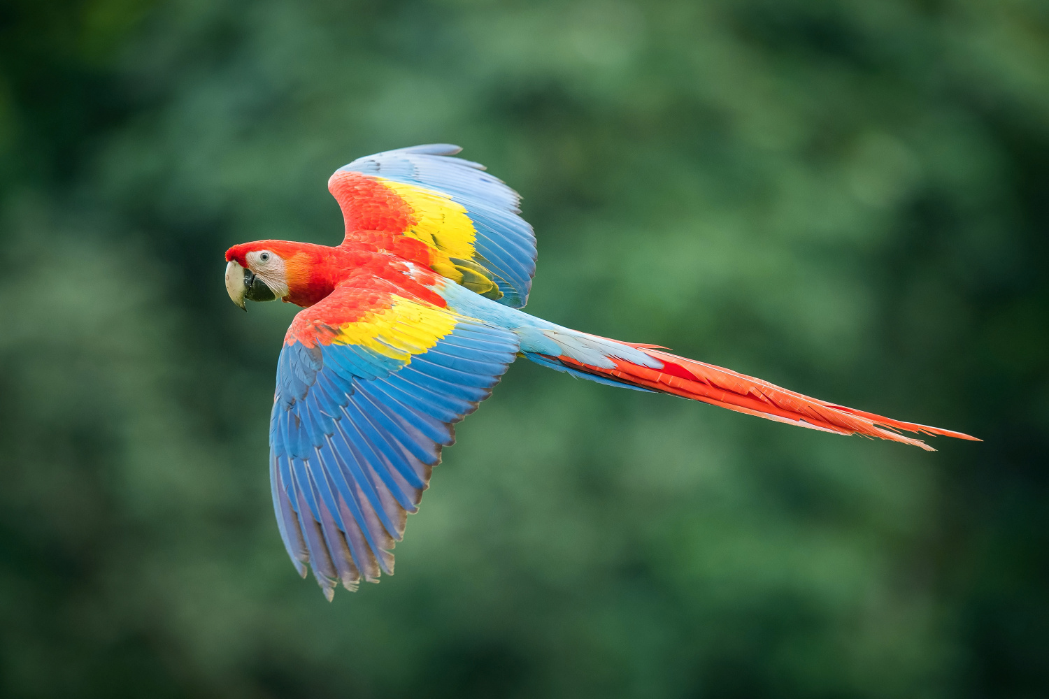 ara arakanga (Ara Macao) Scarlet macaw