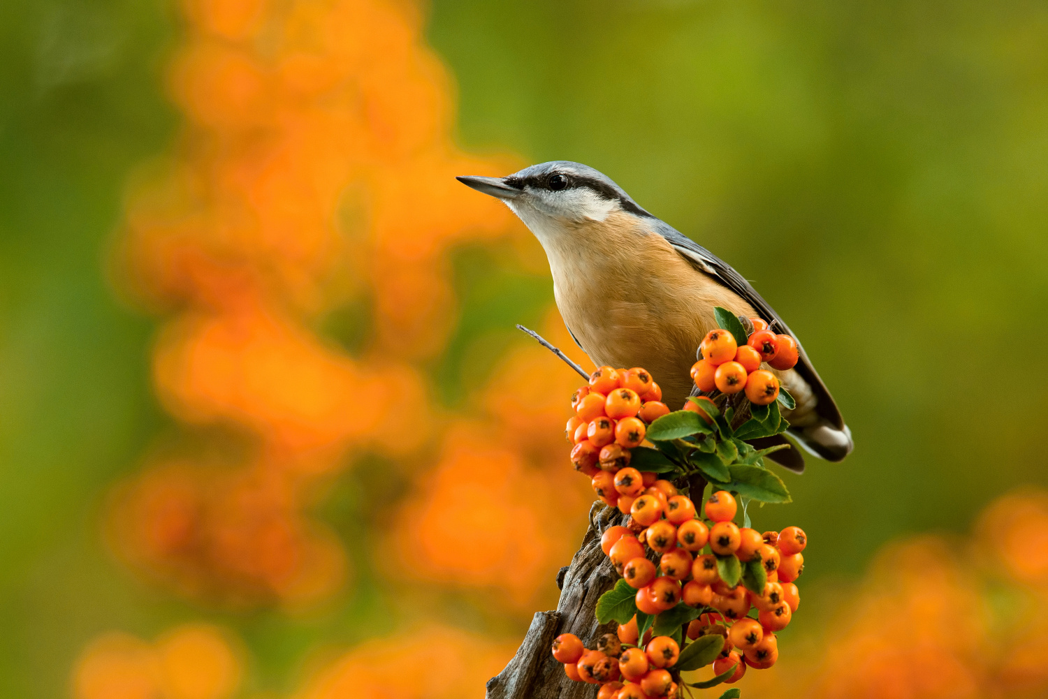 brhlík lesní (Sitta europaea) Eurasian nuthatch