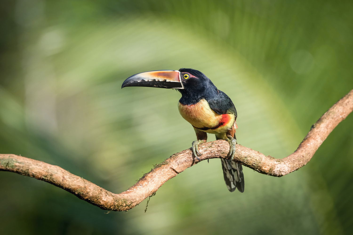 arassari pestrý (Pteroglossus erythropygius) Pale-mandibled aracari