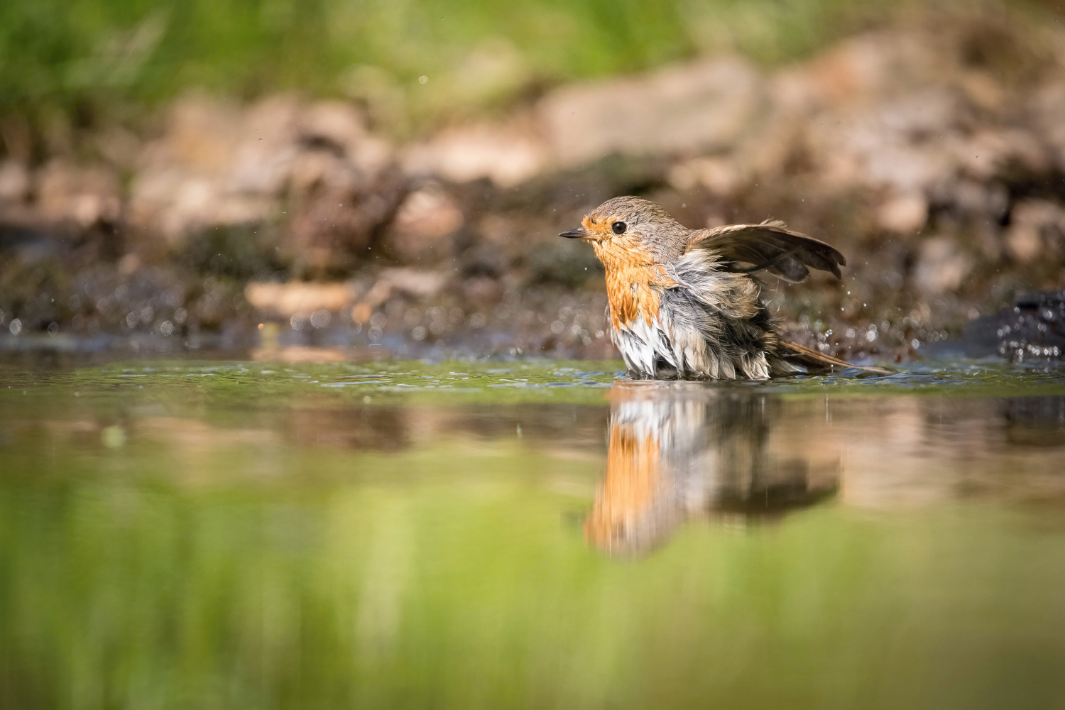 červenka obecná (Erithacus rubecula) European robin | Petr Šimon