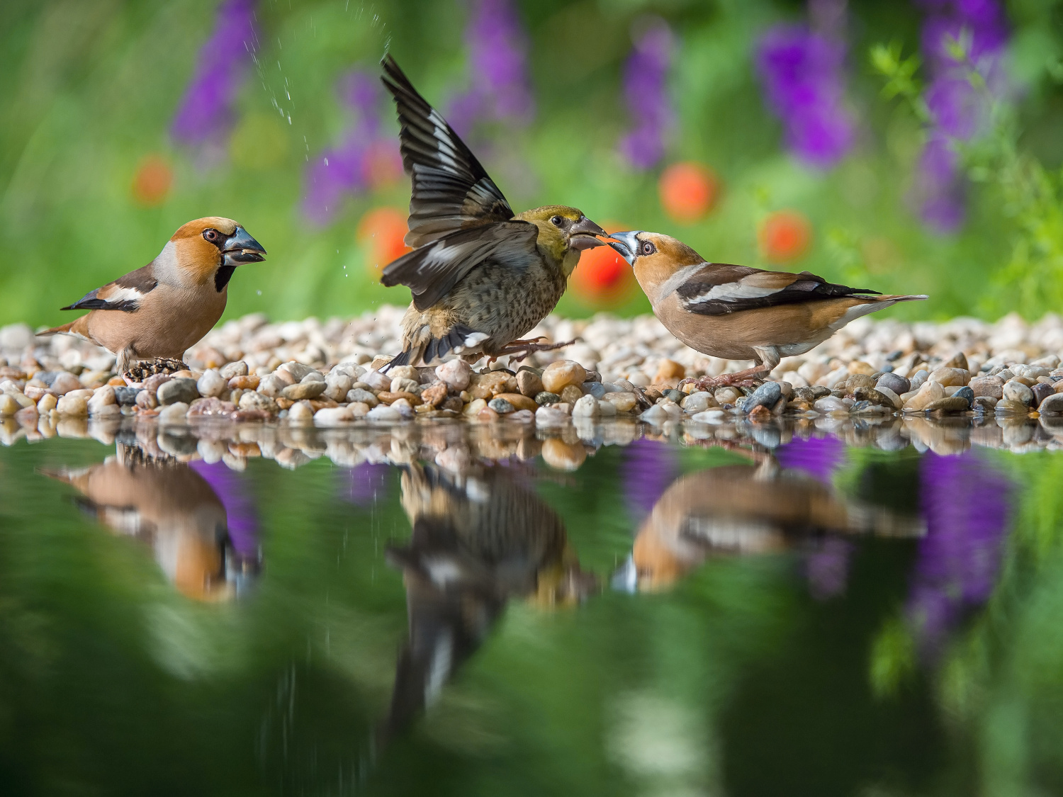 dlask tlustozobý (Coccothraustes coccothraustes) Hawfinch