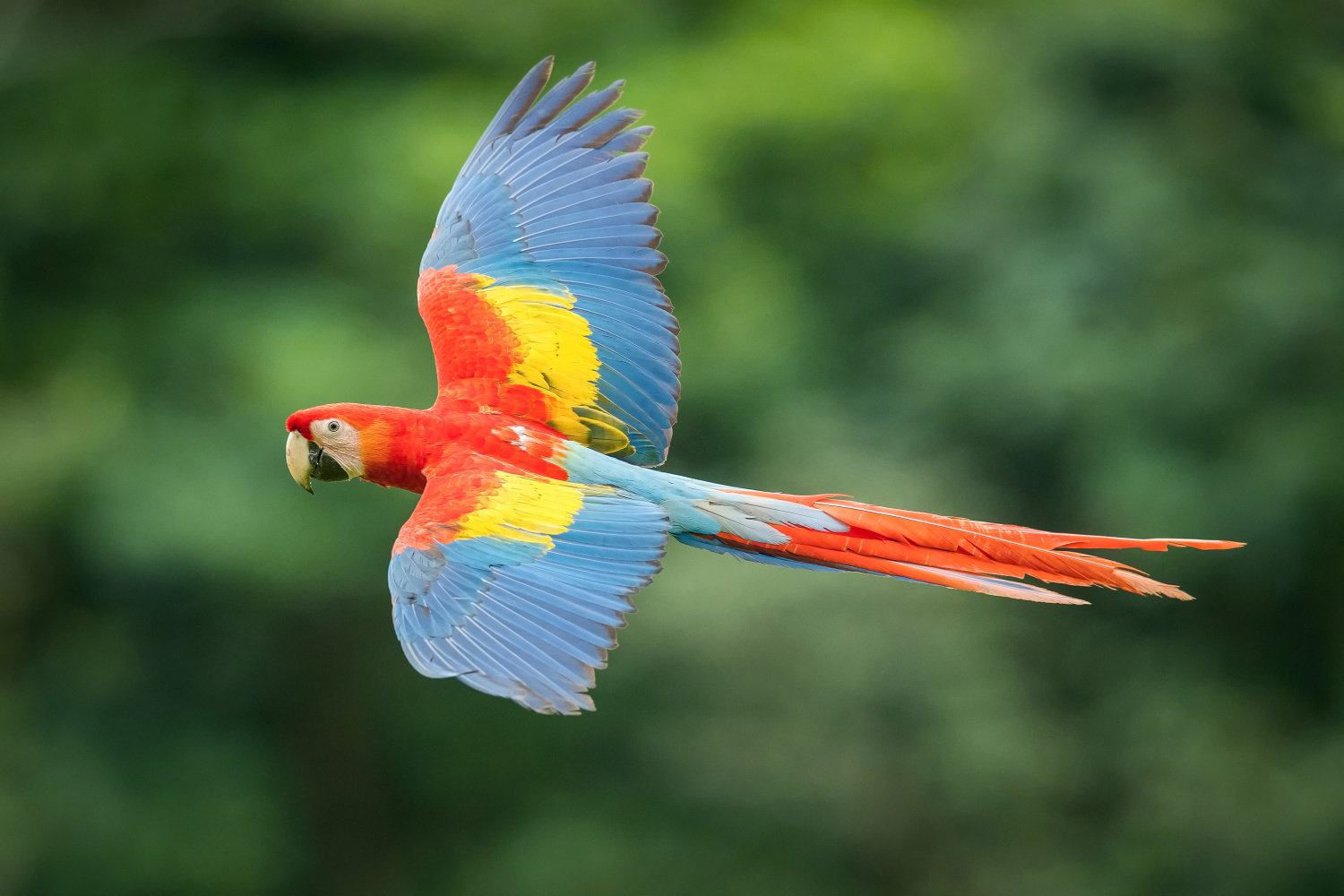 ara arakanga (Ara Macao) Scarlet macaw