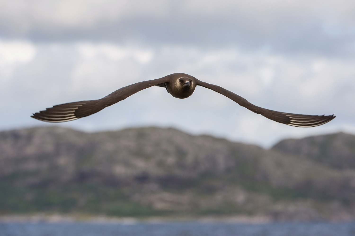 chaluha příživná (Stercorarius parasiticus) Parasitic jaeger