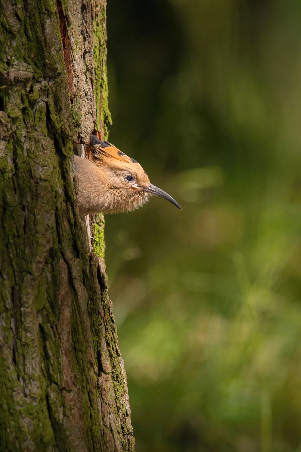 dudek chocholatý (Upupa epops) Eurasian hoopoe