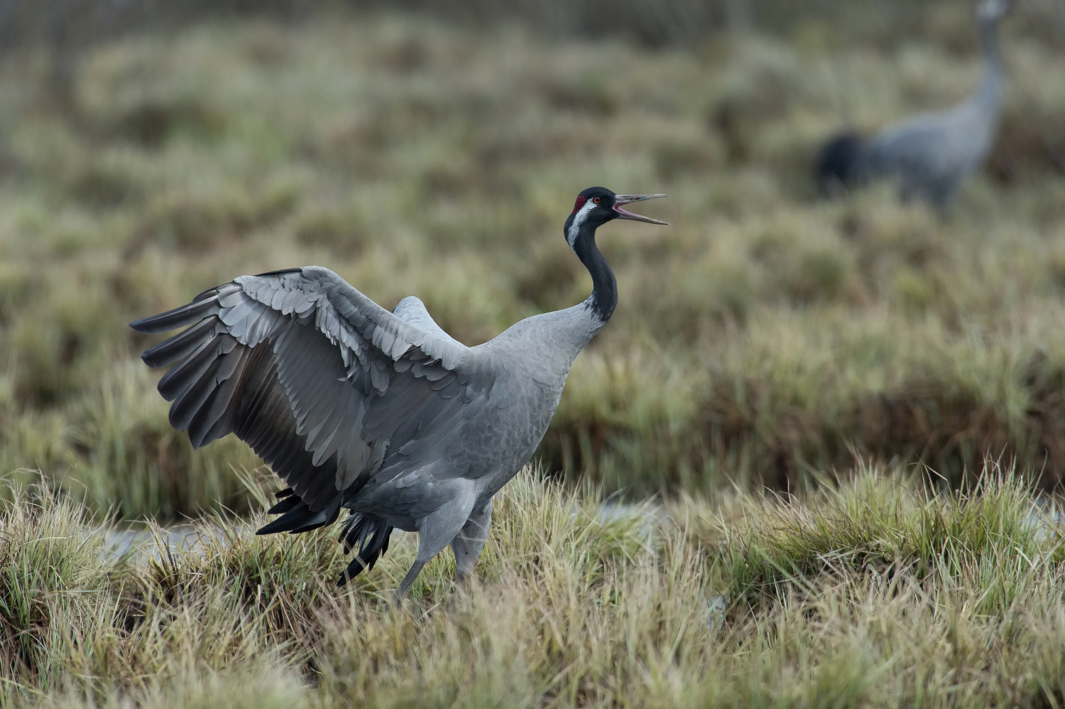 jeřáb popelavý (Grus grus) Common crane