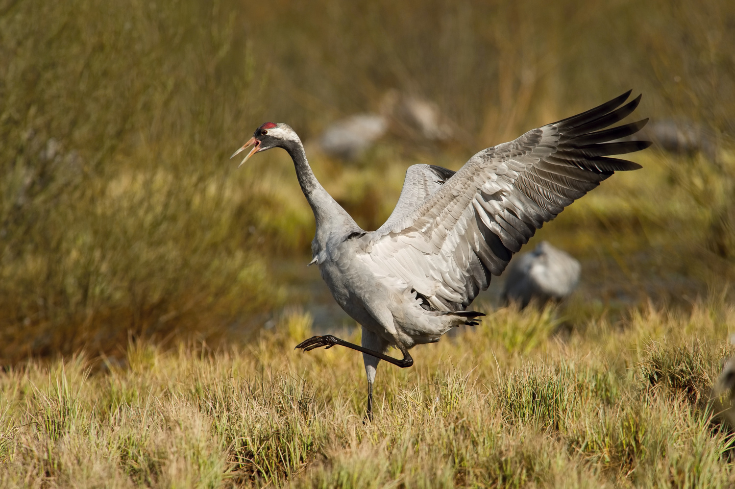 jeřáb popelavý (Grus grus) Common crane