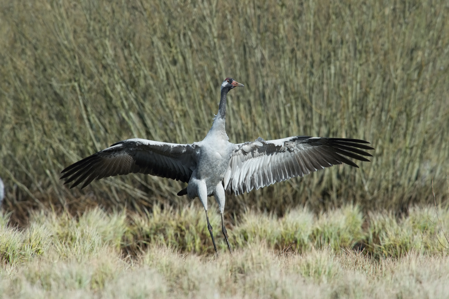 jeřáb popelavý (Grus grus) Common crane