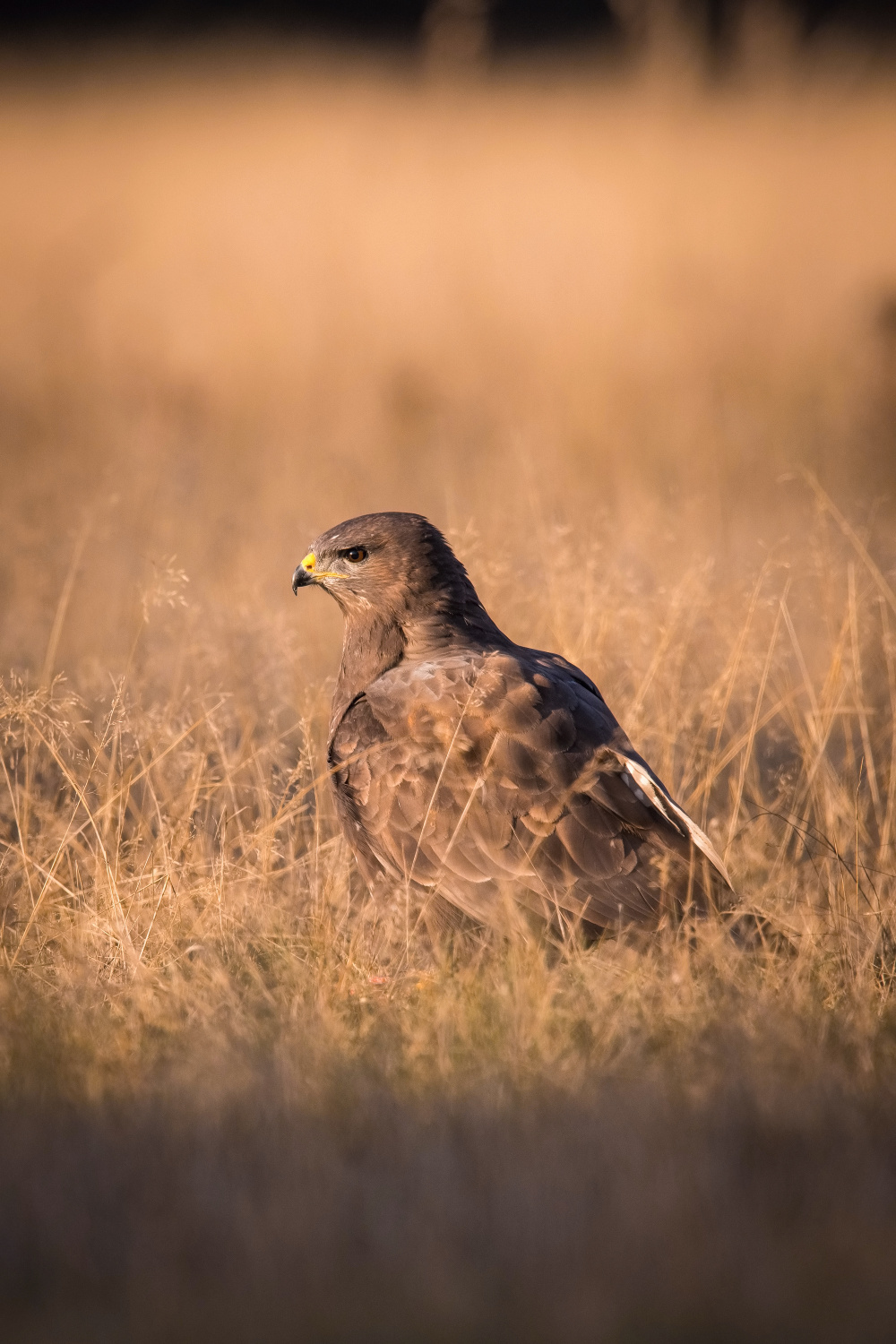 káně lesní (Buteo buteo) Common buzzard