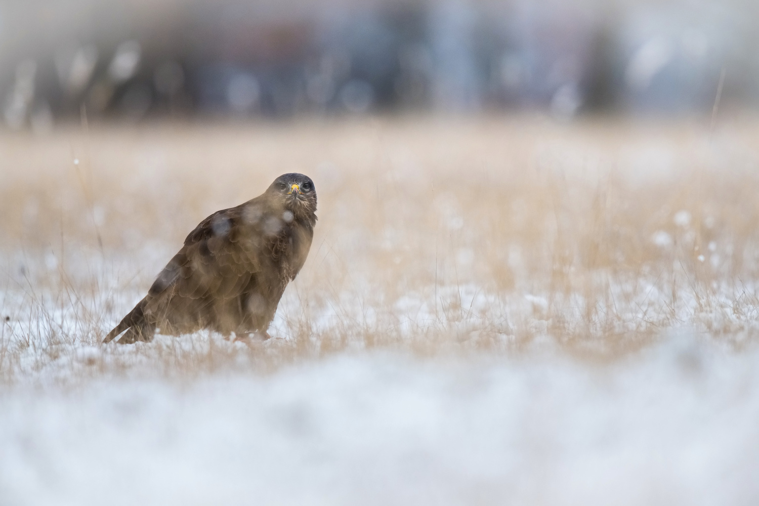 káně lesní (Buteo buteo) Common buzzard