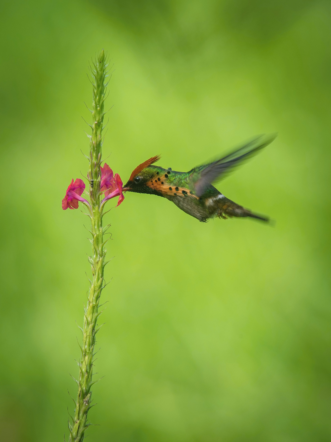 kolibřík ozdobný (Lophornis ornatus) Tufted coquette