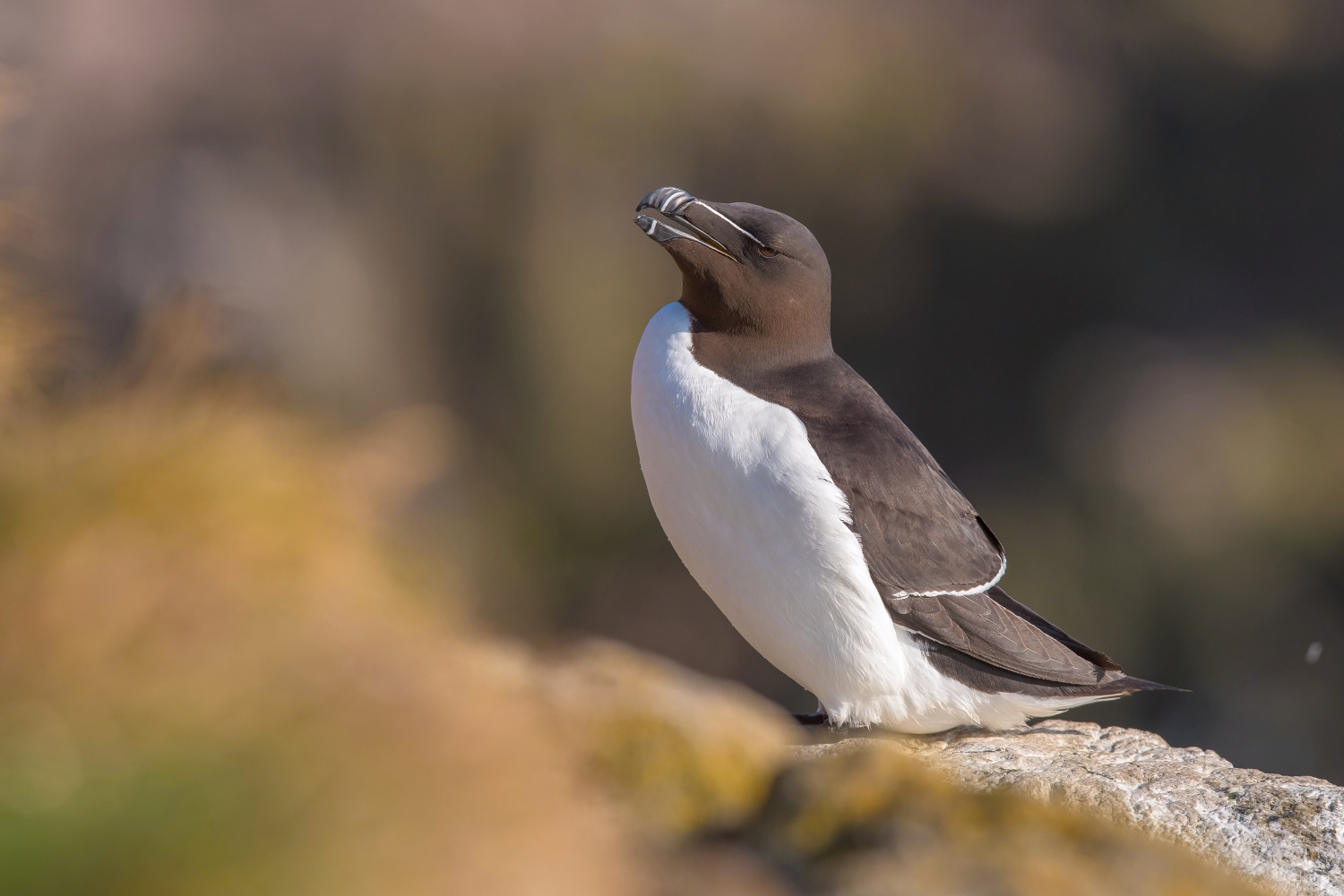 alka malá (Alca torda) Razorbill