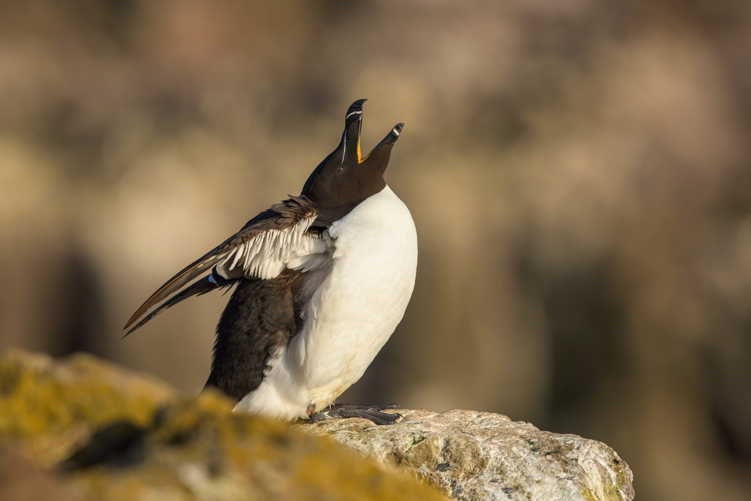 alka malá (Alca torda) Razorbill