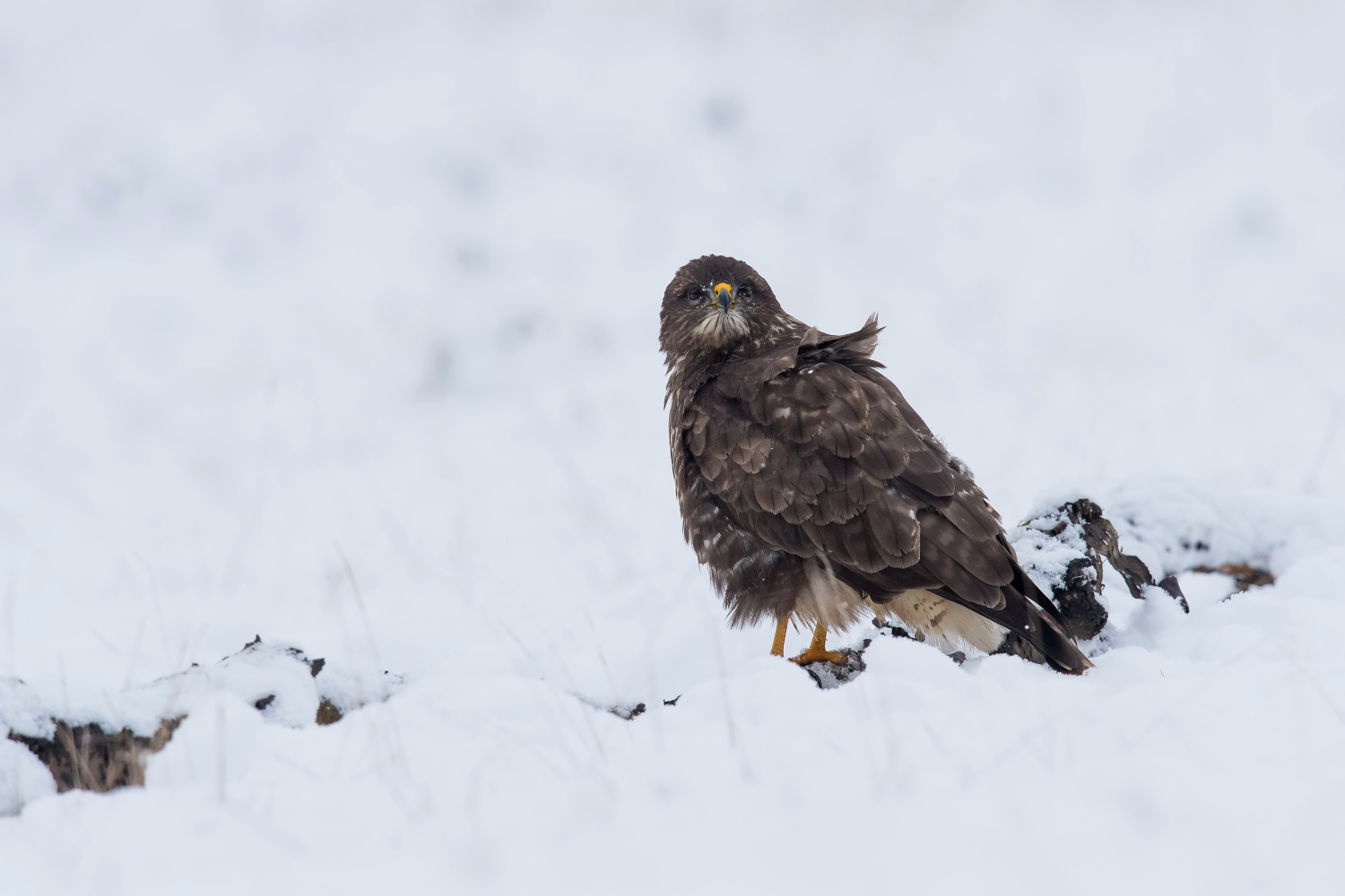 káně lesní (Buteo buteo) Common buzzard