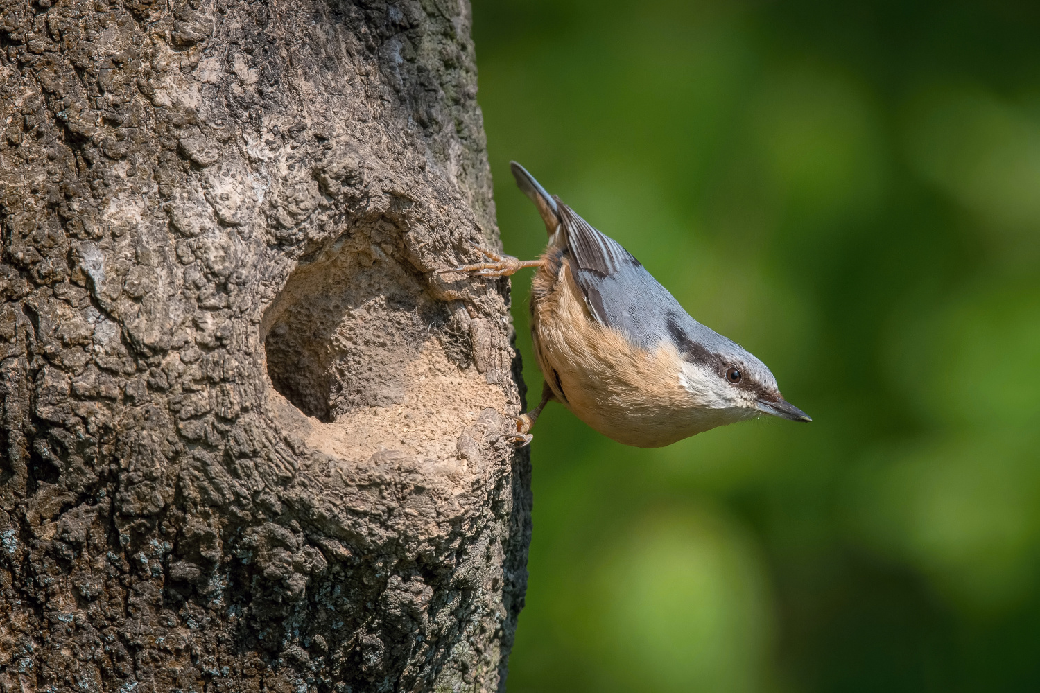 brhlík lesní (Sitta europaea) Eurasian nuthatch