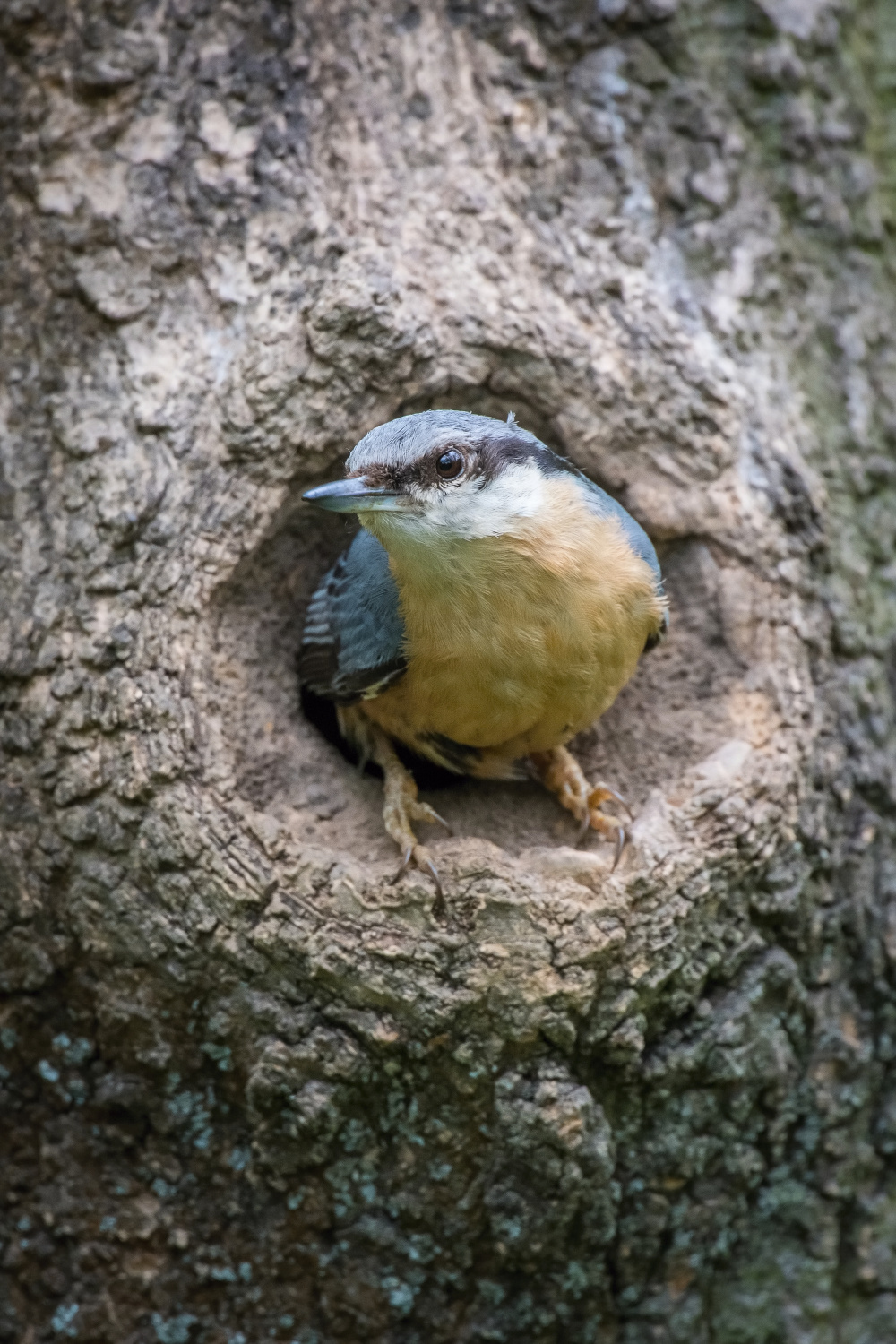 brhlík lesní (Sitta europaea) Eurasian nuthatch