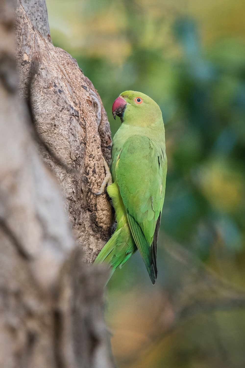 alexander malý (Psittacula krameri) Rose-ringed parakeet