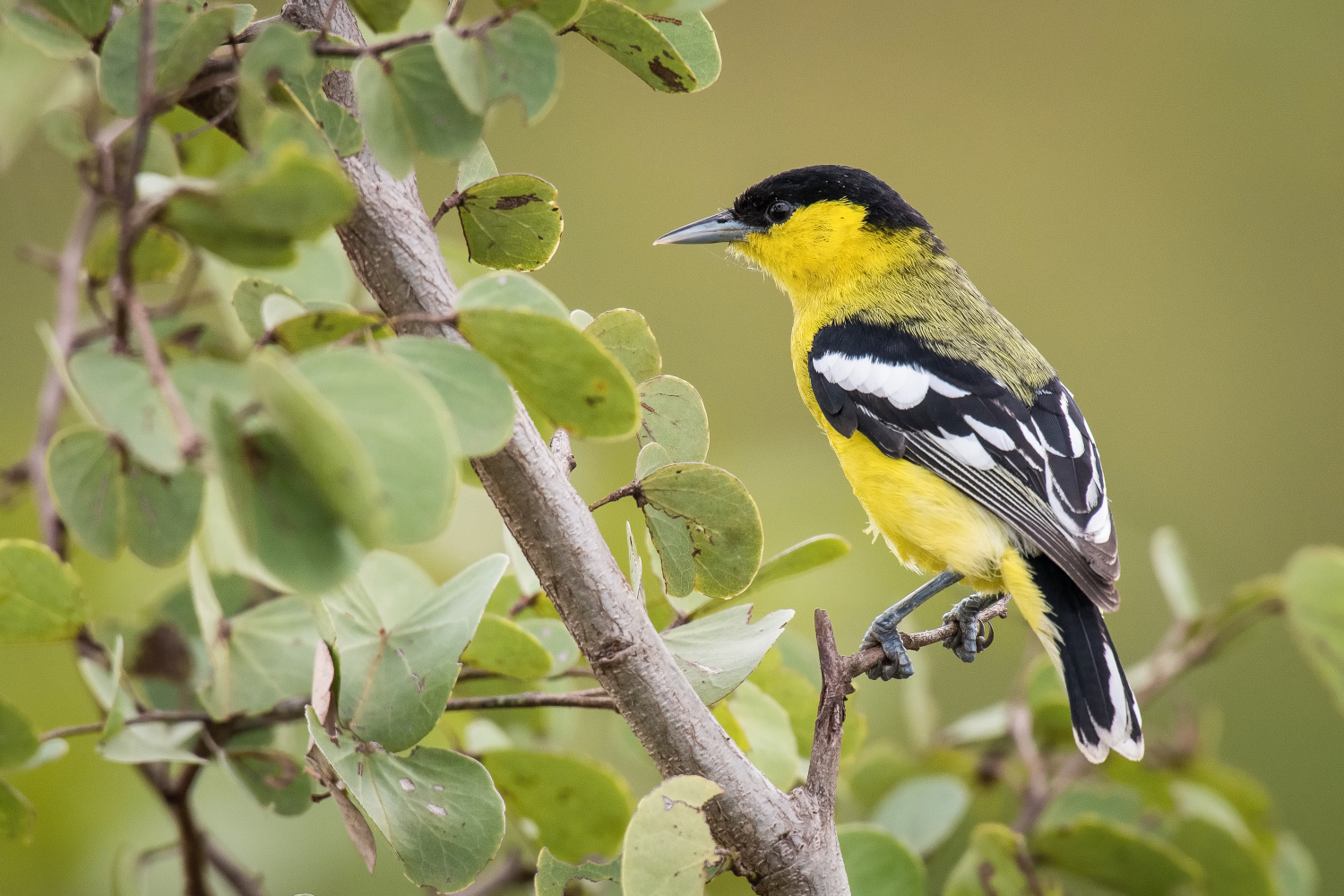 jora černohlavá (Aegithina nigrolutea) Marshall´s iora