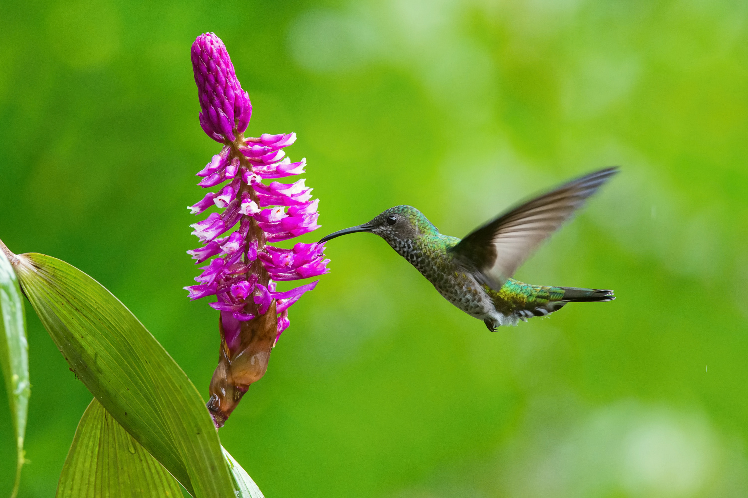 kolibřík bělokrký (Florisuga mellivora) White-necked jacobin