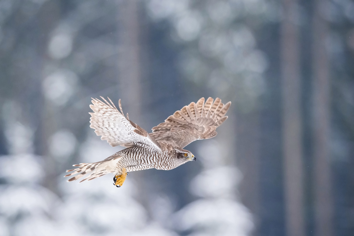 jestřáb lesní (Accipiter gentilis) Northern goshawk