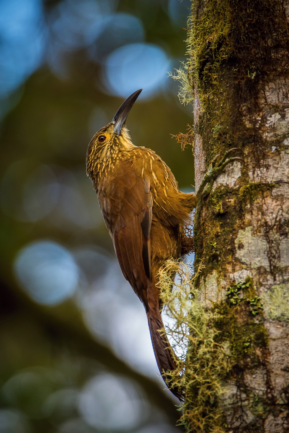 klouzálek pruhohlavý (Xiphocolaptes promeropirhynchus) Strong-billed woodcreeper