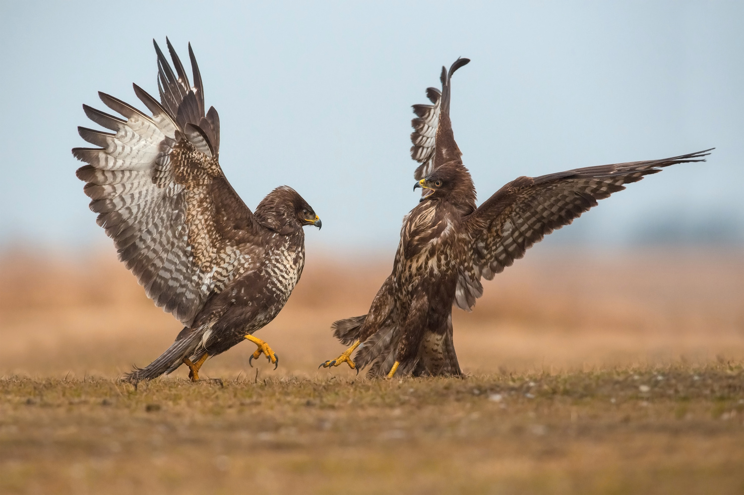 káně lesní (Buteo buteo) Common buzzard