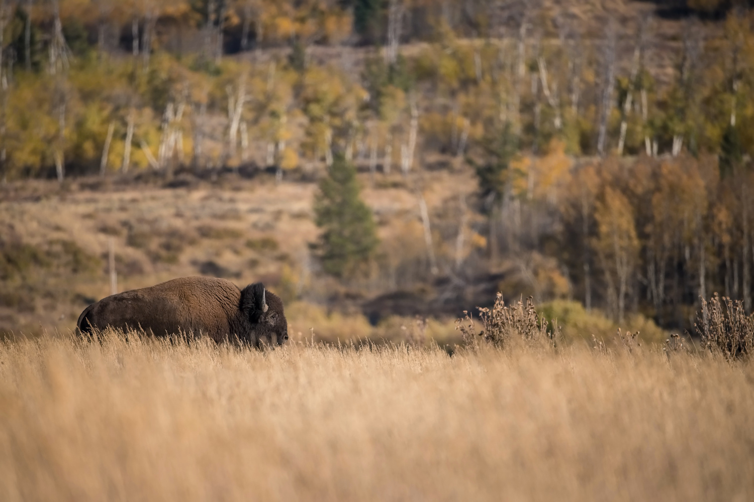 bizon (Bison bison) American bison