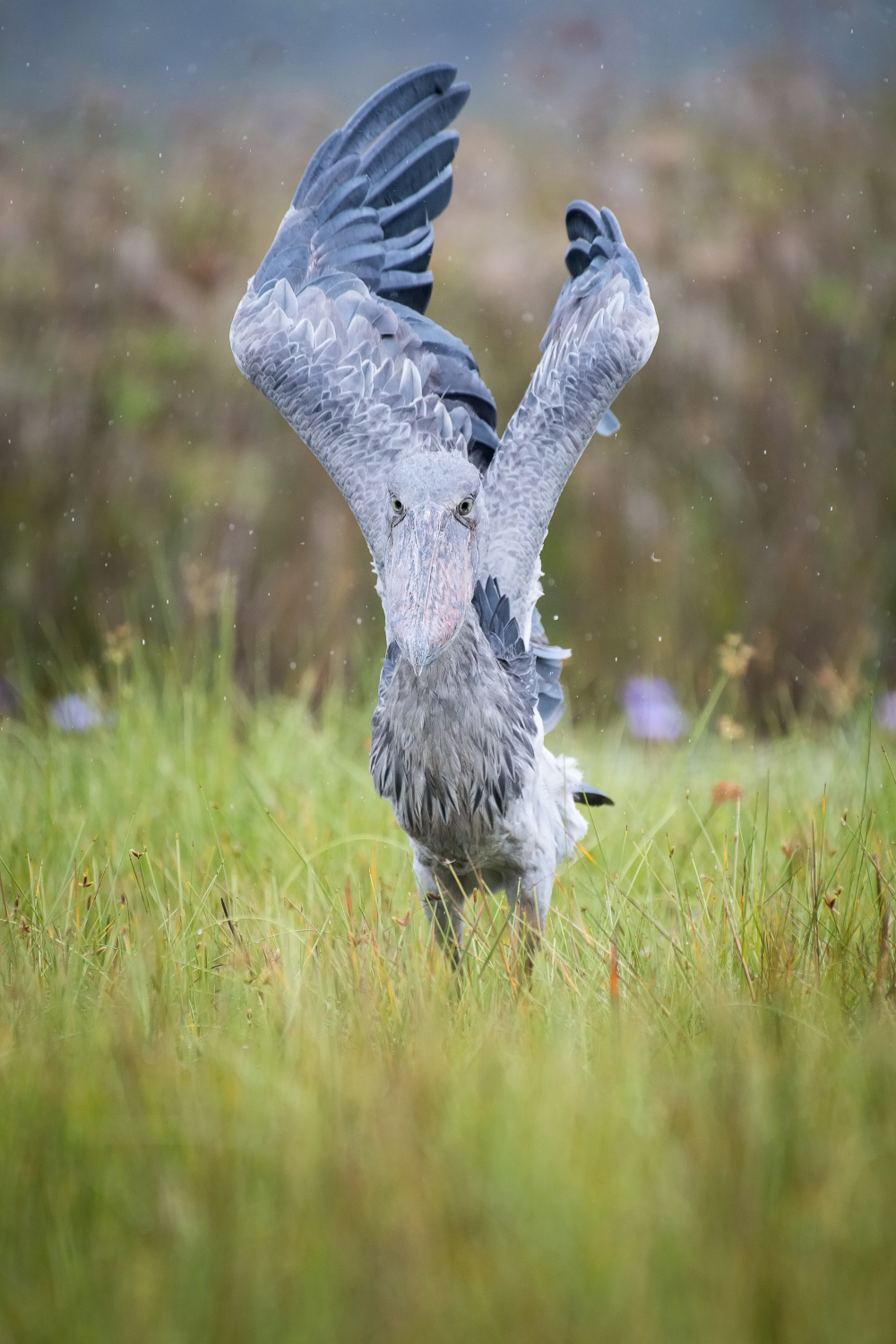 člunozobec africký (Balaeniceps rex) Shoebill