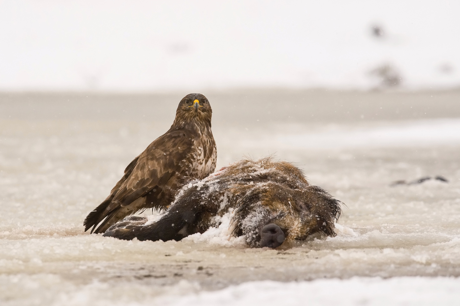 káně lesní (Buteo buteo) Common buzzard