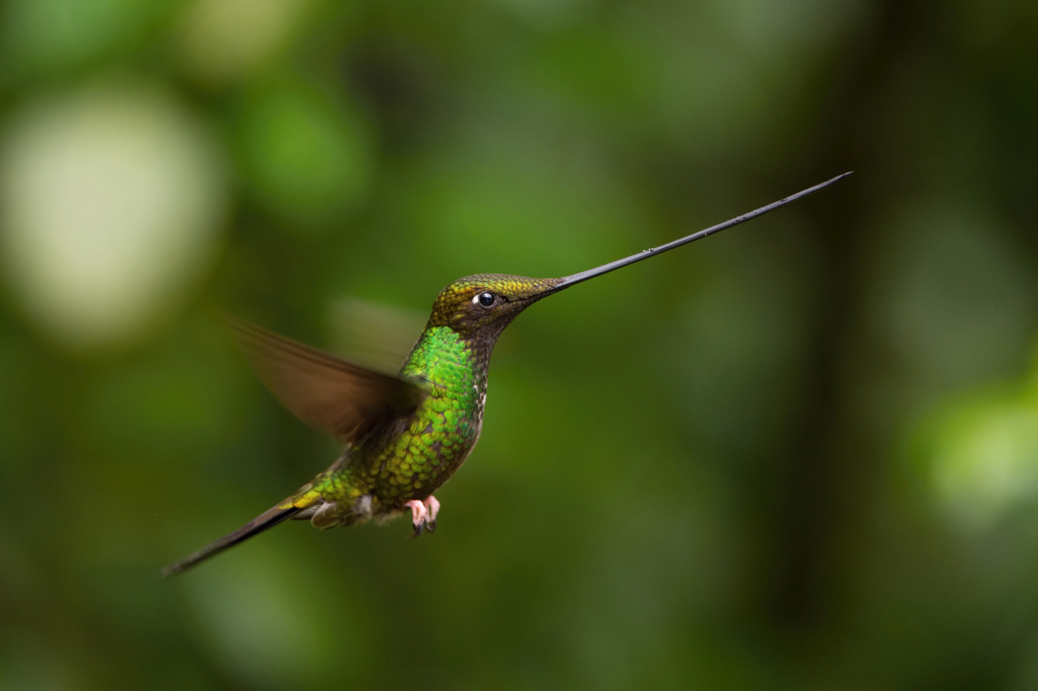 kolibřík mečozobec (Ensifera ensifera) Sword-billed hummingbird