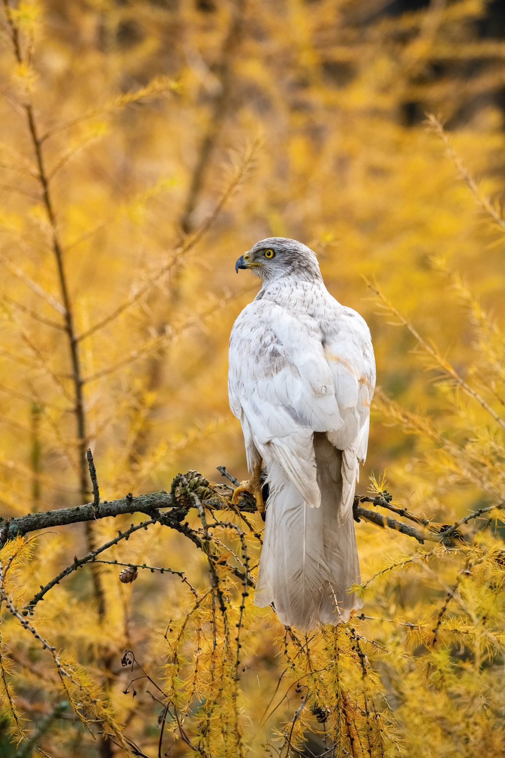 jestřáb lesní sibiřský (Accipiter gentilis buteoides) Northern goshawk Siberian