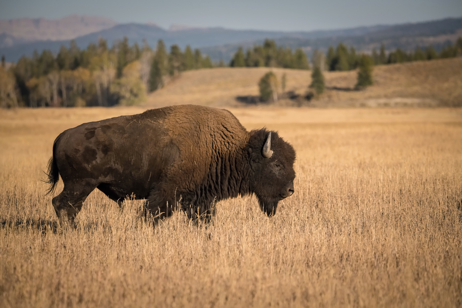 bizon (Bison bison) American bison