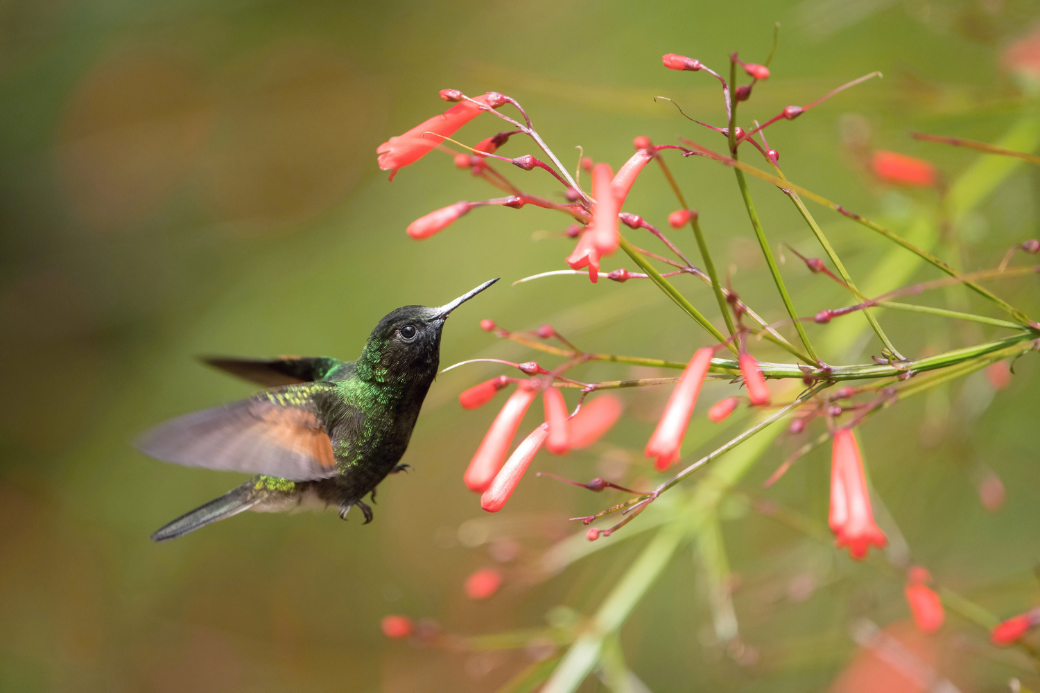 kolibřík kostarický (Eupherusa nigriventris) Black-bellied hummingbird
