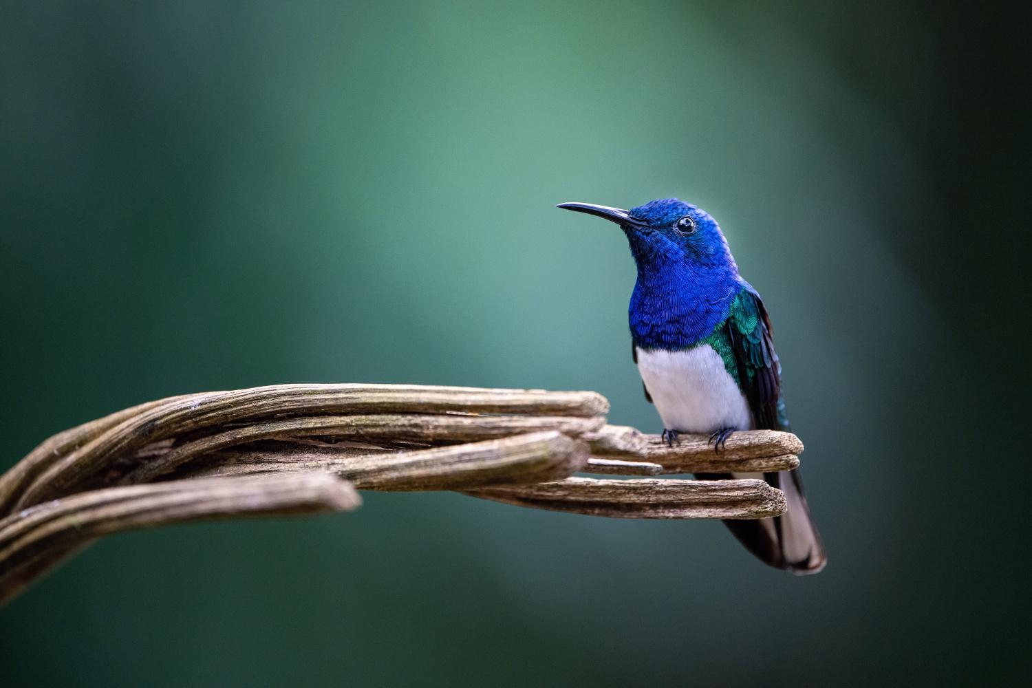 kolibřík bělokrký (Florisuga mellivora) White-necked jacobin