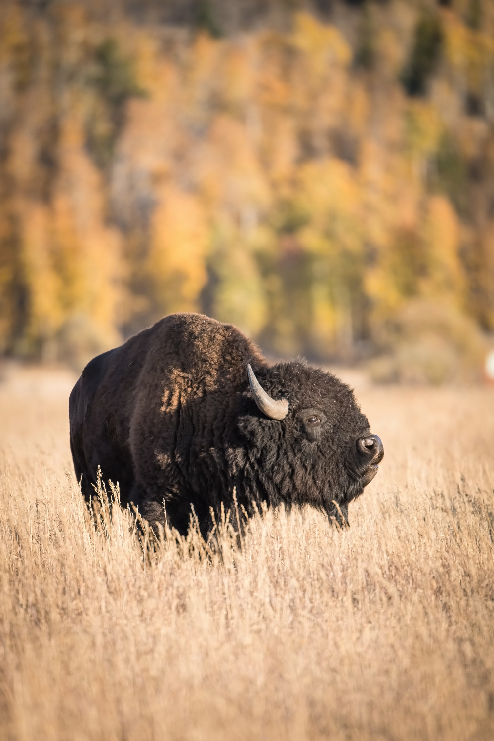 bizon (Bison bison) American bison