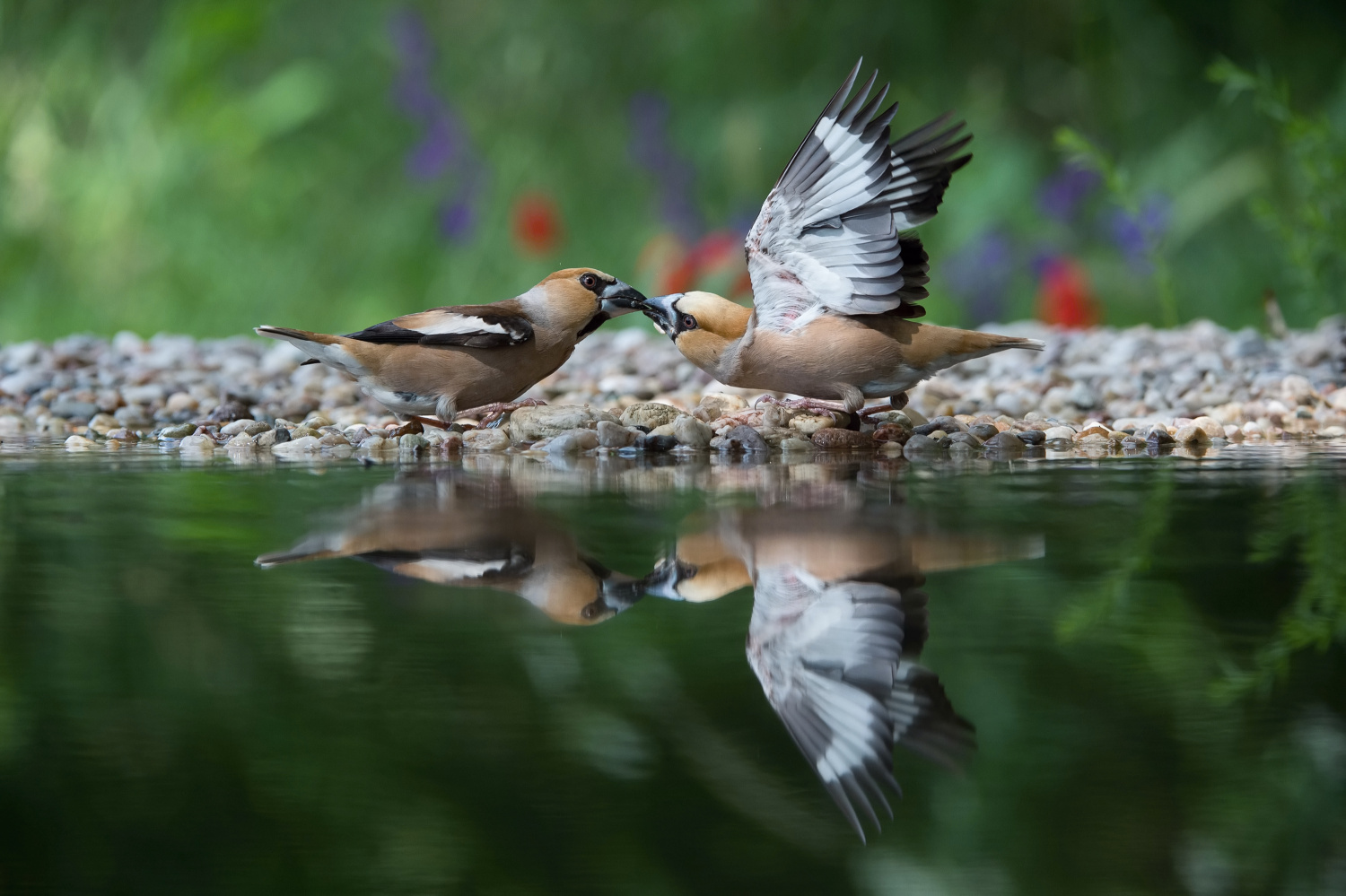 dlask tlustozobý (Coccothraustes coccothraustes) Hawfinch