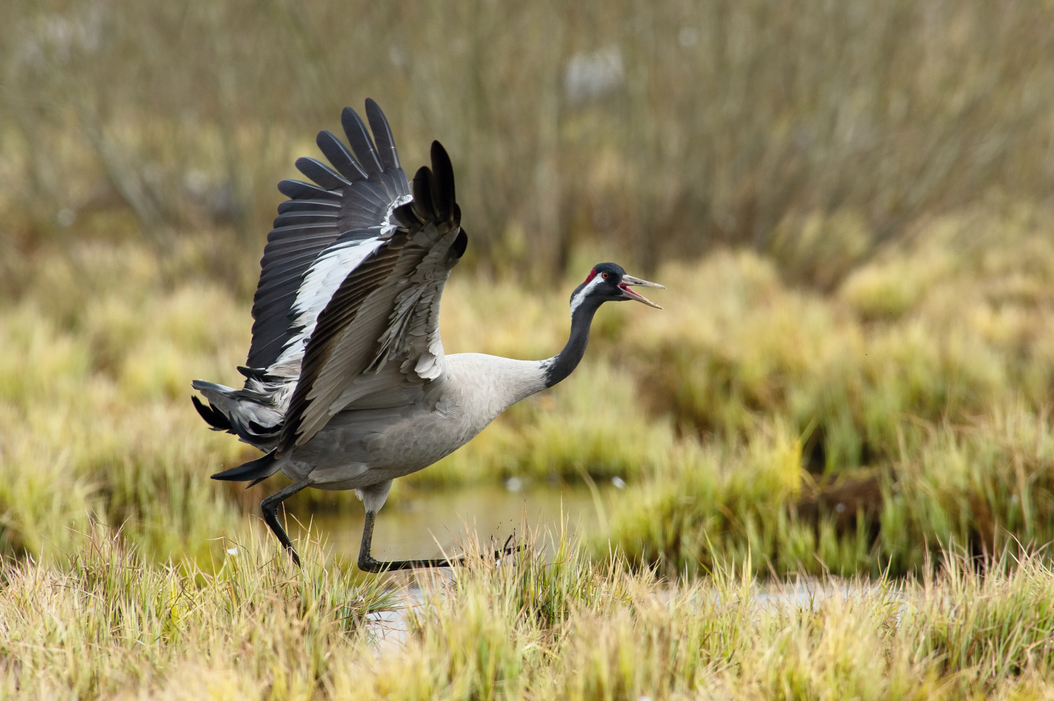 jeřáb popelavý (Grus grus) Common crane