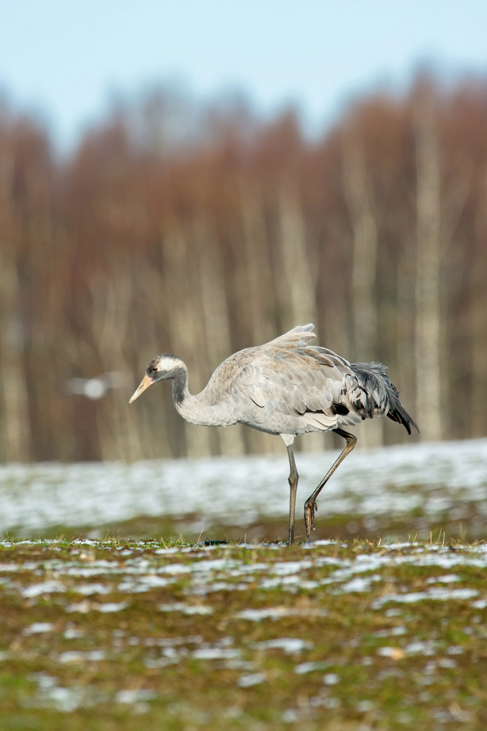 jeřáb popelavý (Grus grus) Common crane