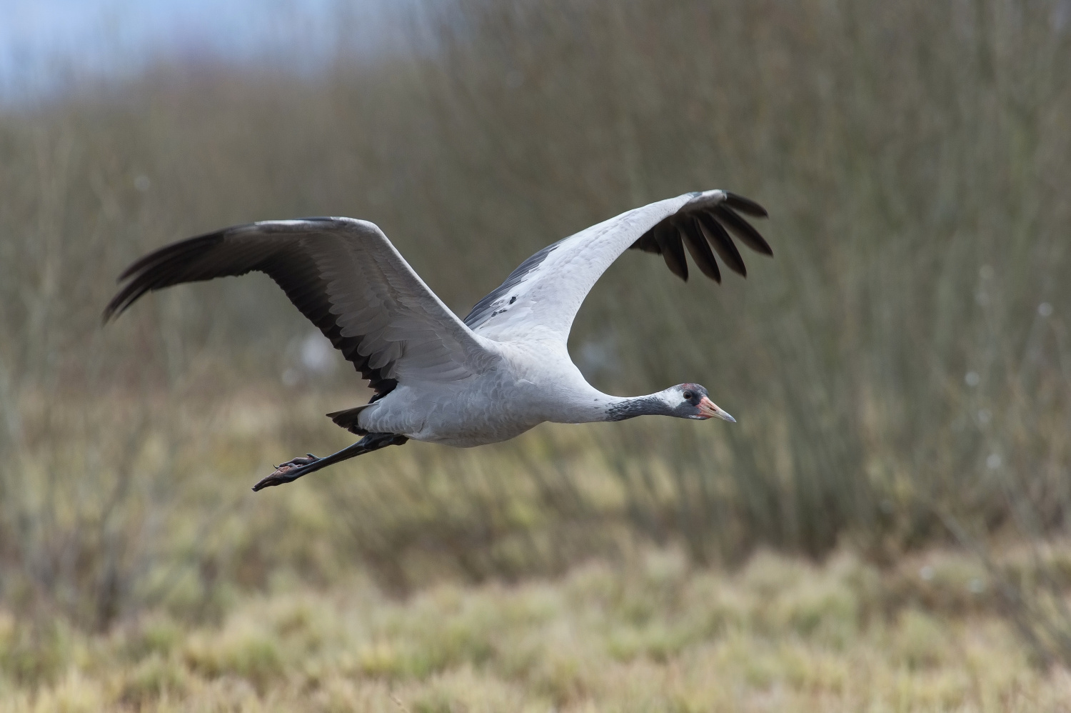 jeřáb popelavý (Grus grus) Common crane