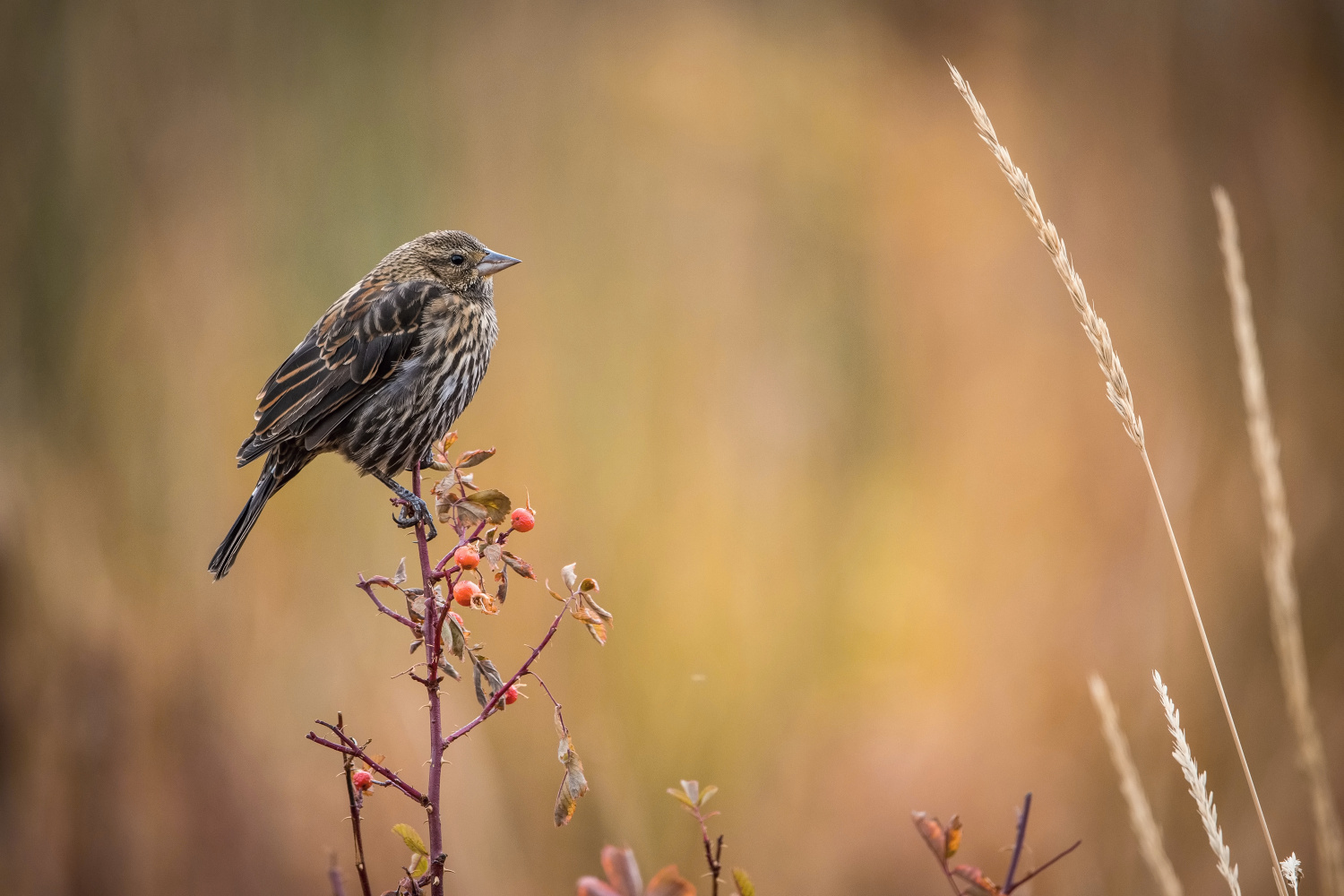 vlhovec červenokřídlý (Agelaius phoeniceus) Red-winged blackbird