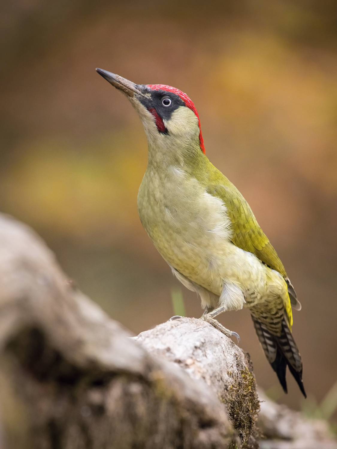 žluna zelená (Picus viridis) European green woodpecker