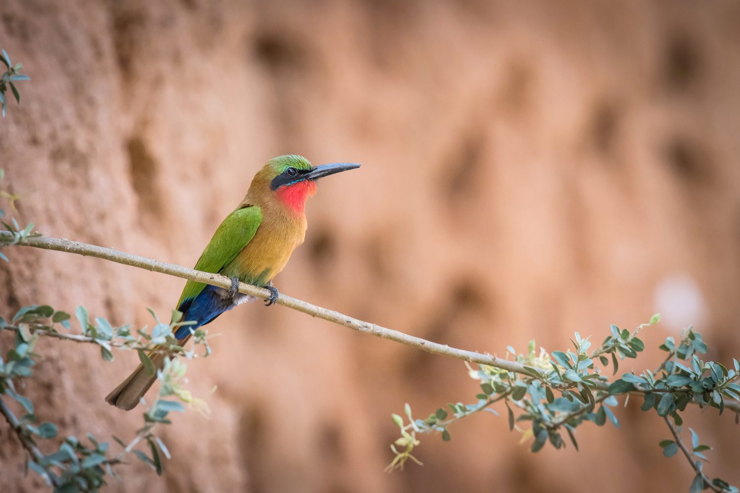 vlha zelenočelá (Merops bulocki) Red-throated bee-eater