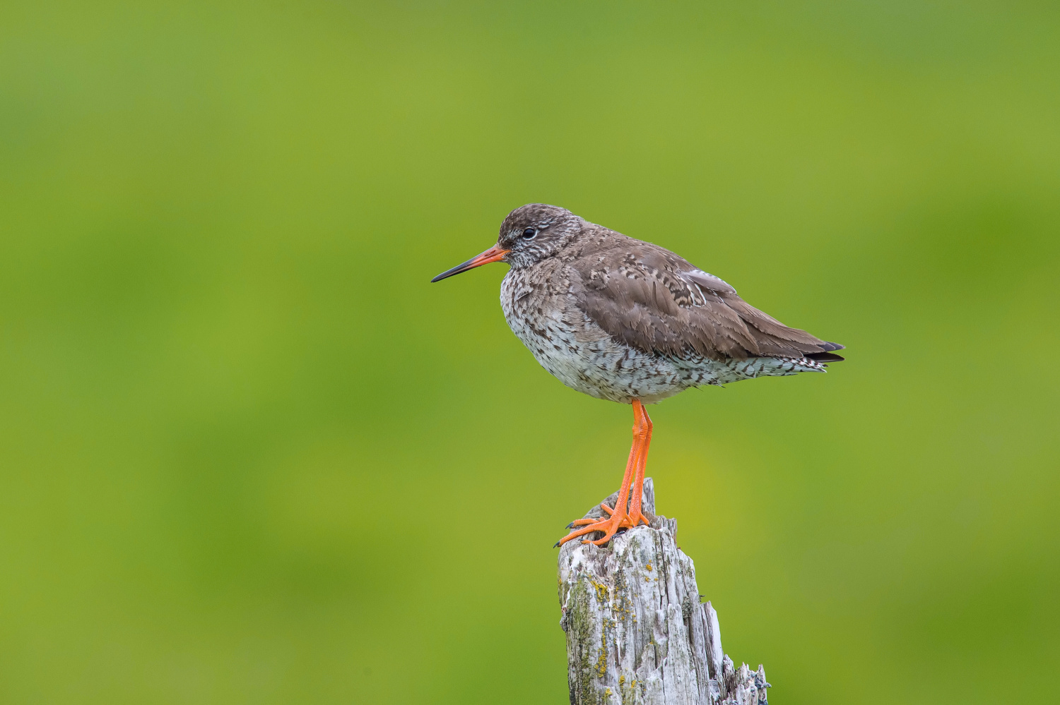 vodouš rudonohý (Tringa totanus) Common redshank