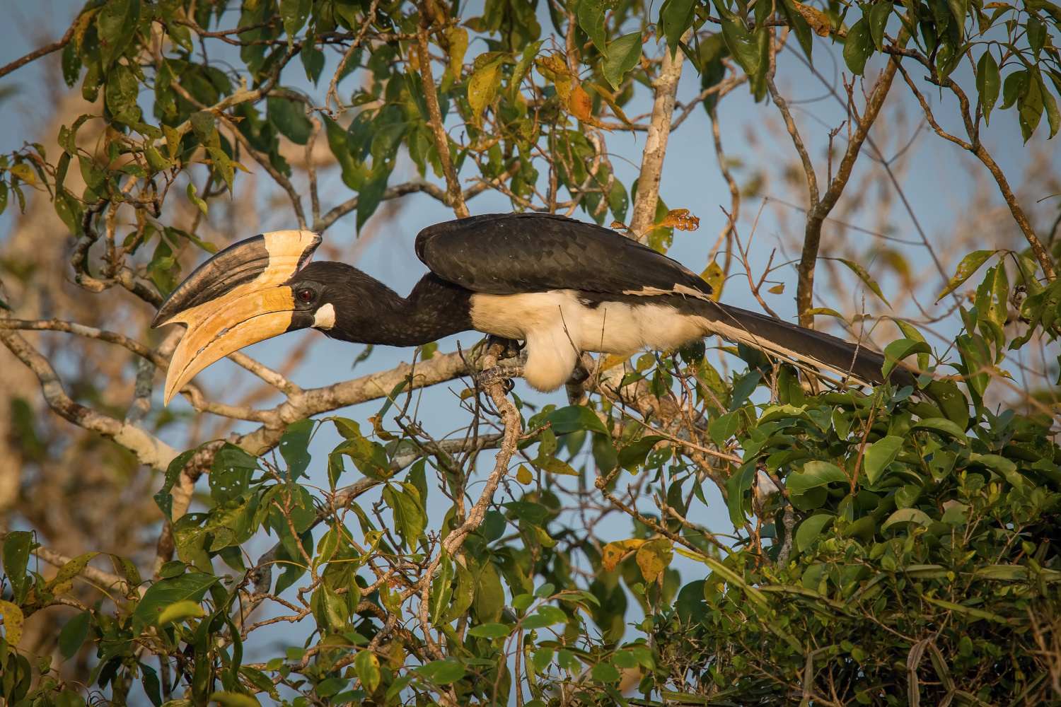 zoborožec malabarský (Anthracoceros coronatus) Malabar pied hornbill