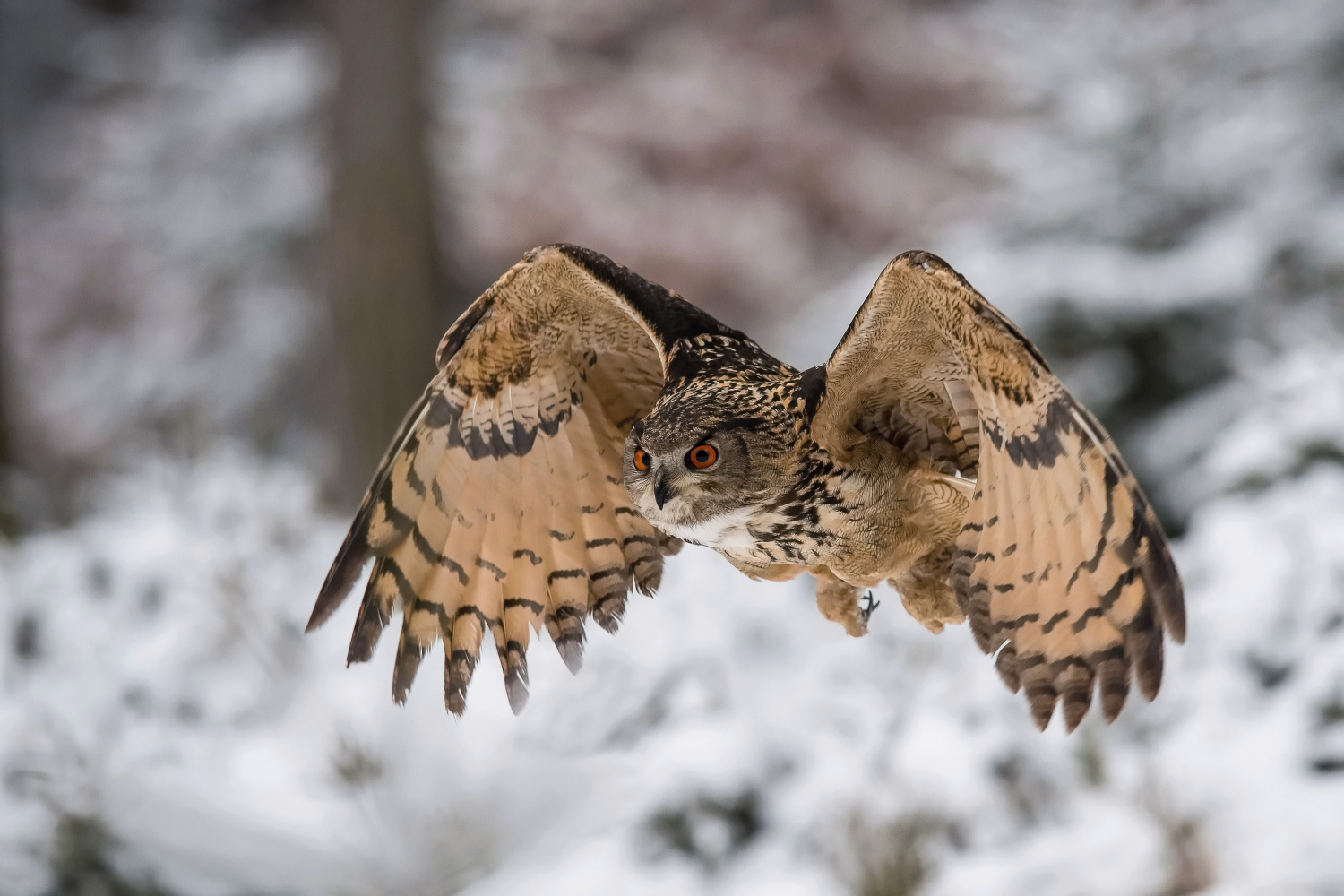 výr velký (Bubo bubo) Eurasian eagle-owl